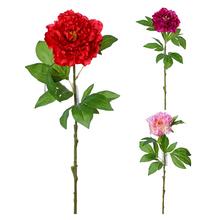 KS PIVÓNIA 3F 70cm - Pivoňka | FLORASYSTEM