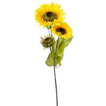 SLUNEČNICE 90CM - Slunečnice | FLORASYSTEM