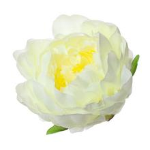 HLAVA PIVOŇKA BIELA P:10CM BAL:12KS - FLORASYSTEM