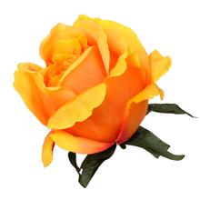 HLAVA RUŽA ORANŽOVÁ PRIEM:8CM BAL:12CM - FLORASYSTEM