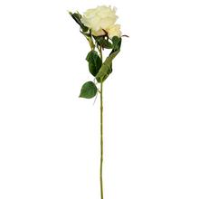 KS RUŽA KRÉM S PUKOM 75cm - Růže kusovky | FLORASYSTEM