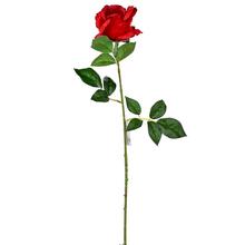 KS RUŽA ČERVENÁ 65cm - Růže kusovky | FLORASYSTEM