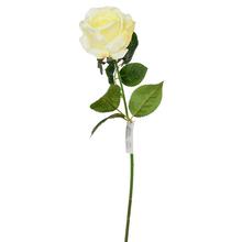 KS RUŽA KRÉM 45cm - Růže kusovky | FLORASYSTEM