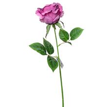 KS RUŽA FIAL. 45CM - Růže kusovky | FLORASYSTEM