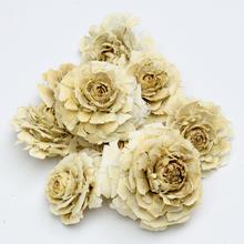 CEDAR ROSE WYB-PACZ. S/10 NATUR T141  - Celoročné | FLORASYSTEM