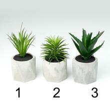 Sukulenty v kvetináči mix druhov 18 cm.
