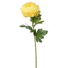 KS CHRYZANTÉMA 75CM ŽLTÁ - Chryzantéma | FLORASYSTEM