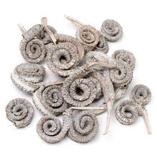 PALM RING WW 10ks/I149WWPACZ - Celoročné | FLORASYSTEM