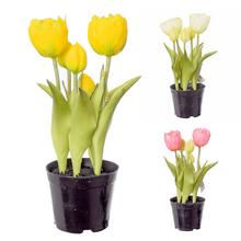 TULIPÁNY V ČREPNÍKU X5 3F 24cm - Tulipán | FLORASYSTEM