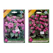 Cyclamen MIX - Cibuloviny | FLORASYSTEM