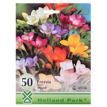 Large: freesia mix50 - FLORASYSTEM
