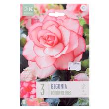 BEGONIA BOUTON DE ROSE 3ks  - Cibuloviny | FLORASYSTEM