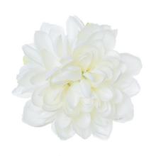 HLAVA DHALIA BIELA P:11CM BAL:24KS - Chryzantéma, jiřina | FLORASYSTEM