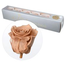 Ruža preparovaná 6,5cm NUDE /ks - ruže | FLORASYSTEM