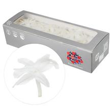 NARDOS PREPAROVANÝ WHITE 2/5cm/ks - stabilizované květiny | FLORASYSTEM