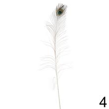 Pávie perá v rôznych farbách, dĺžka 90 cm.