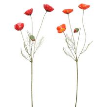 KS PAPAVER 4-ST 2F 60CM - Mák, makovice  | FLORASYSTEM