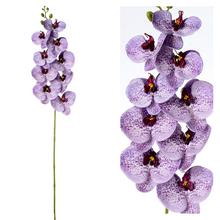 ORCHIDEA PHALENOPSIS FIALOVÁ 96CM - Orchidej | FLORASYSTEM