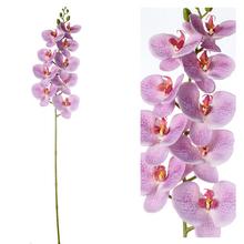 ORCHIDEA PHALENOPSIS RUŽOVO-FIAL., BODKY 96CM - Orchidej | FLORASYSTEM