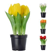 TULIPÁN V KVETINÁČIKU 4F 21cm - FLORASYSTEM