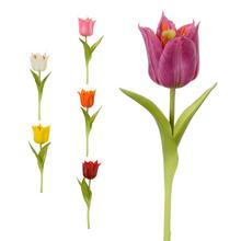 KS TULIPÁN 6F 24CM - Tulipán | FLORASYSTEM