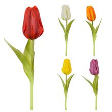 KS TULIPÁN 5F 24CM - Tulipán | FLORASYSTEM