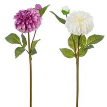 KS DALIA 2F 46cm - Gerbera, jiřina | FLORASYSTEM