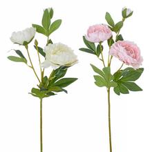 KS PIVONKA VIACK. 2F 49cm - Pivoňka | FLORASYSTEM