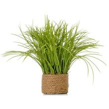 OKRASNÁ TRÁVA V JUTOVOM KVETINÁČI 28CM - List | FLORASYSTEM