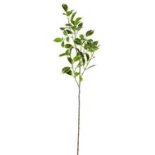 KS LISTY FICUS PANAŠOVANÉ 75CM - List | FLORASYSTEM