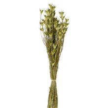 Nigella 100g NATUR/zv - stabilizované kvety | FLORASYSTEM