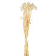 Phalaris 100g BIELENÉ/zv - stabilizované kvety | FLORASYSTEM