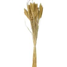 Setaria 100g NATUR/zv - stabilizované květiny | FLORASYSTEM
