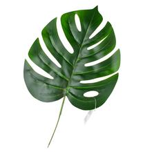 LIST MONSTERA 25/40CM - List | FLORASYSTEM