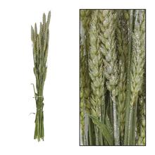 Triticum nature zv.SILVER 70x10x5cm - FLORASYSTEM