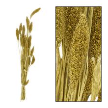 Setaria nature GOLD 66x15x6cm - Sušené kvety a zeleň | FLORASYSTEM