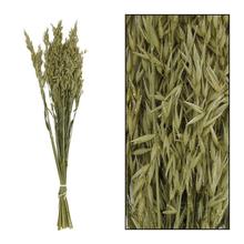 Avena nature GOLD 66x18x4cm/ - Sušené květiny a zeleň | FLORASYSTEM