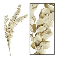 Eucalyptus 45gr nature 50x20x3cm/ZLATÝ - Sušené kvety a zeleň | FLORASYSTEM