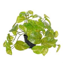 POTHOS V KVETINÁČI PANAŠOVANÝ 23CM  - Umělé stromy | FLORASYSTEM