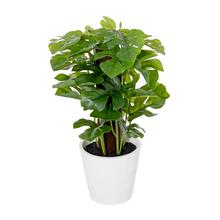 MONSTERA V PLAST.KVETINÁČI ZEL.24CM - Umělé stromy | FLORASYSTEM