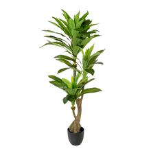 DRACENA STROM V PLAST. KVETINÁČI ZEL.140CM - FLORASYSTEM