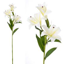ĽALIA STARGAZER BIELA 3 KVETY 73CM - FLORASYSTEM