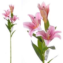 ĽALIA STARGAZER RUŽOVO-BIELA 3 KVETY 73CM - Lilie | FLORASYSTEM