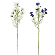 KS ČEKANKA MODRÁ, BÍLÁ 73cm - Luční květiny | FLORASYSTEM