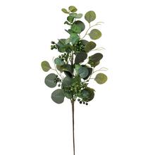 VETVIČKA EUCAL. POPULUS, ZEL. KORENIE 51CM - FLORASYSTEM