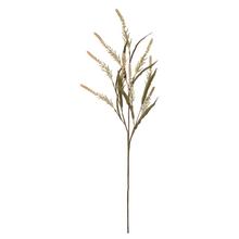 KONÁR SOLIDASTER KRÉ/ORA 85CM - FLORASYSTEM