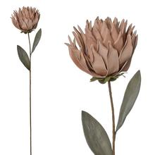 KS PROTEA RUŽ/BÉŽ PENOVÁ 71CM - Umělé květiny sušený vzhled | FLORASYSTEM