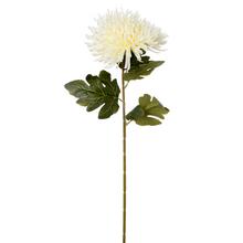 KS CHRYZANTÉMA KRÉM 71CM - Chryzantéma | FLORASYSTEM