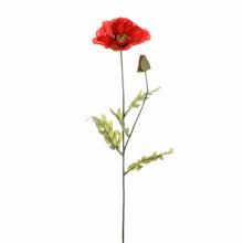KS PAPAVER 1HLAVA + PUK 72cm - Mák, makovice  | FLORASYSTEM