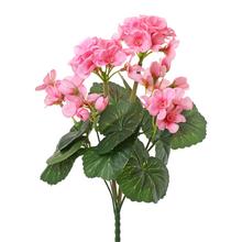 KYTICA MUŠKÁT ZONALKA RUŽOVÝ 31CM - FLORASYSTEM